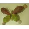 Frutt'Art di Glaucia Coelho Demenjour, Responsible Art for Food and Biodiversity Exhibition