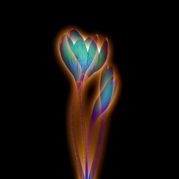 161 autumn crocus3 by rahul gajjar