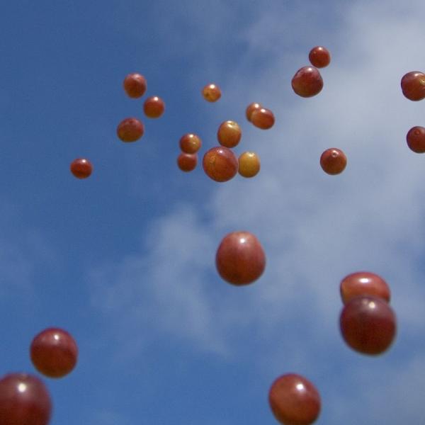 161 zpgrapes