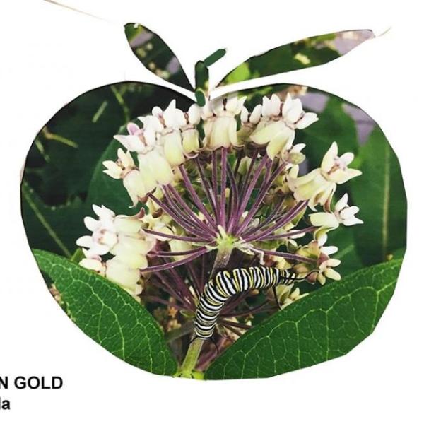 238 susan gold