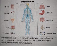 Interoception 240